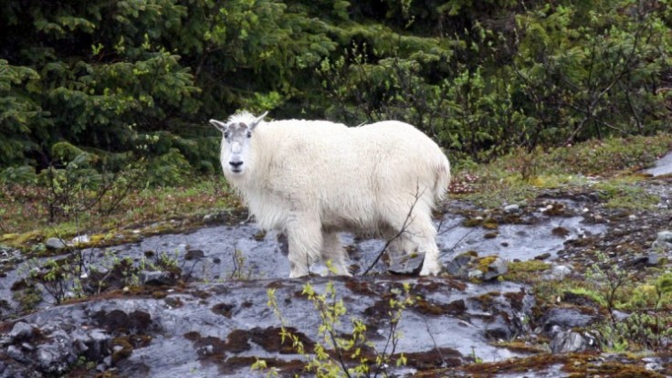 Mountain Goat in the Fjords